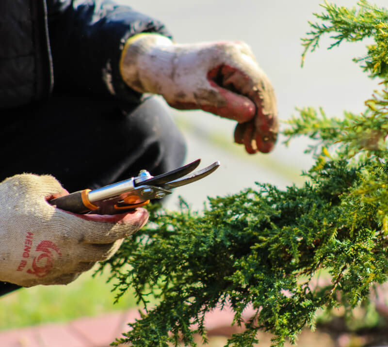 garden-of-eden-services-entretien-jardin
